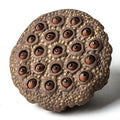 Handmade Purple Clay Lotus Seedpod Tea Pet